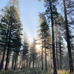cluster of trees