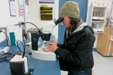 Forest Resources Technology/Forestry careers.