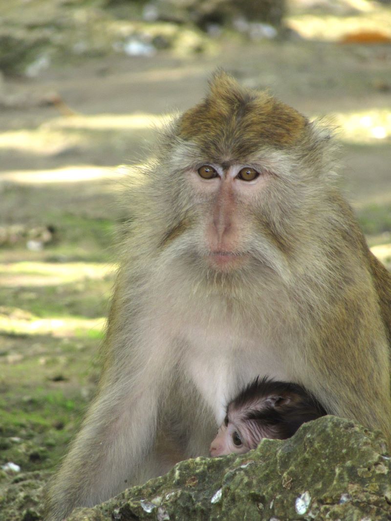 Longtailed Macaque Monkey Longtailed Macaque Monkey