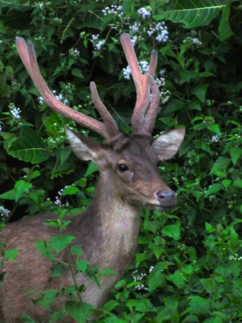 Red Deer Red Deer