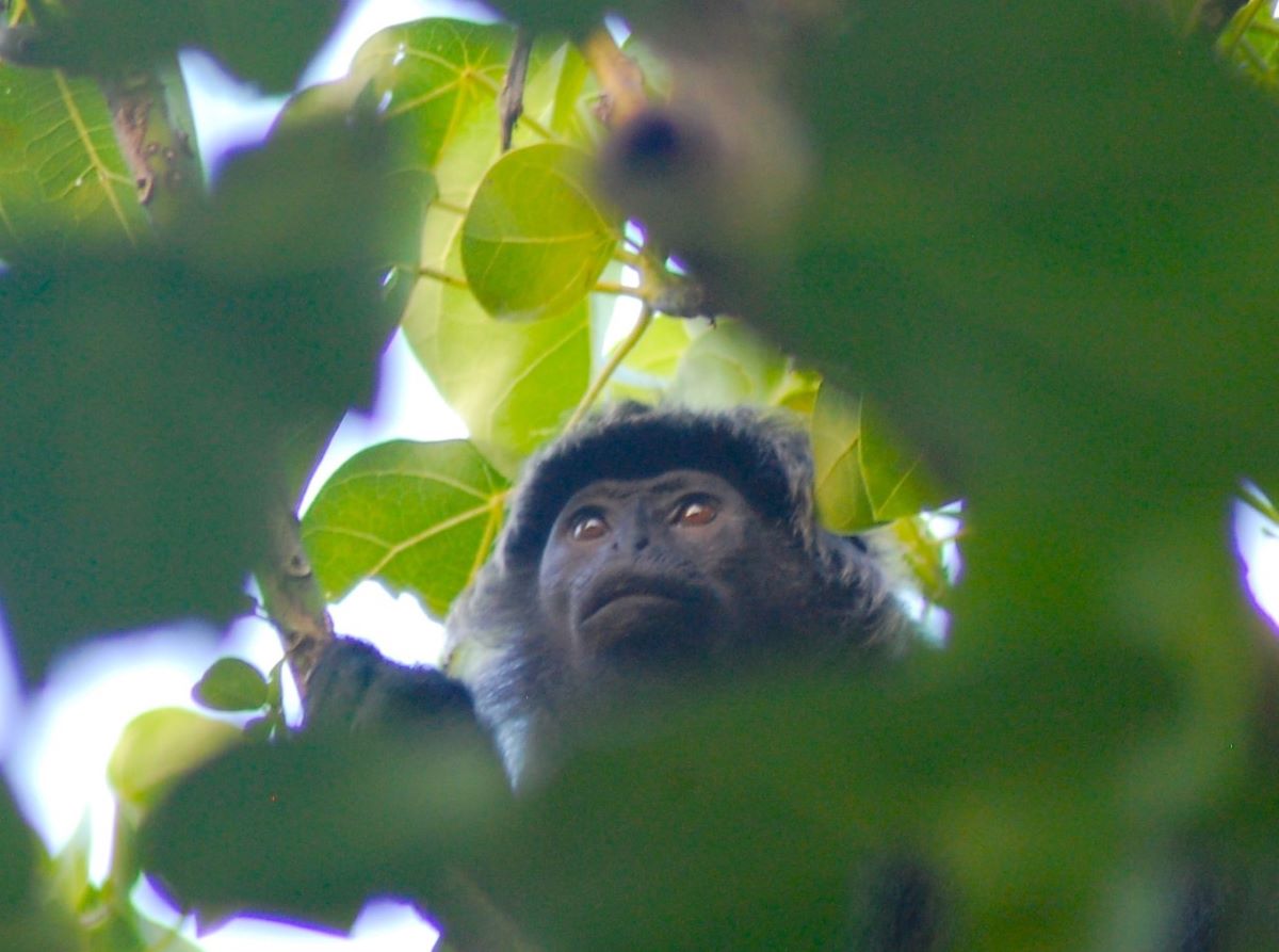 Ebony Monkey in Tree Ebony Monkey in Tree