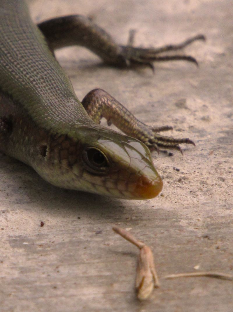Lizard Lizard