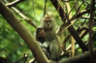 Mother and Baby Monkey Mother and Baby Monkey